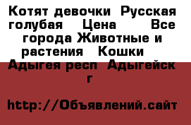 Котят девочки “Русская голубая“ › Цена ­ 0 - Все города Животные и растения » Кошки   . Адыгея респ.,Адыгейск г.